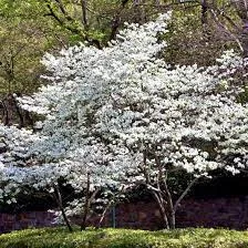 Appalachian Snow Dogwood 7gal