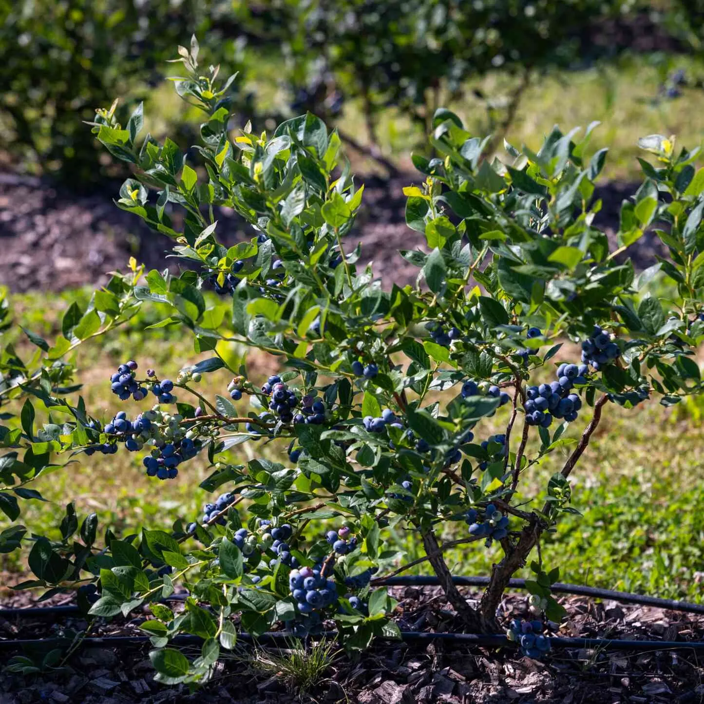 Bluecrop Blueberry