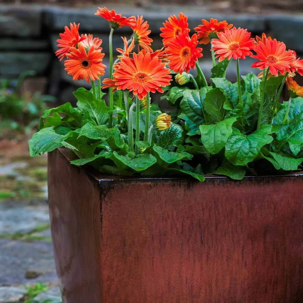 Campania International Blake Planter Set in Maple Red