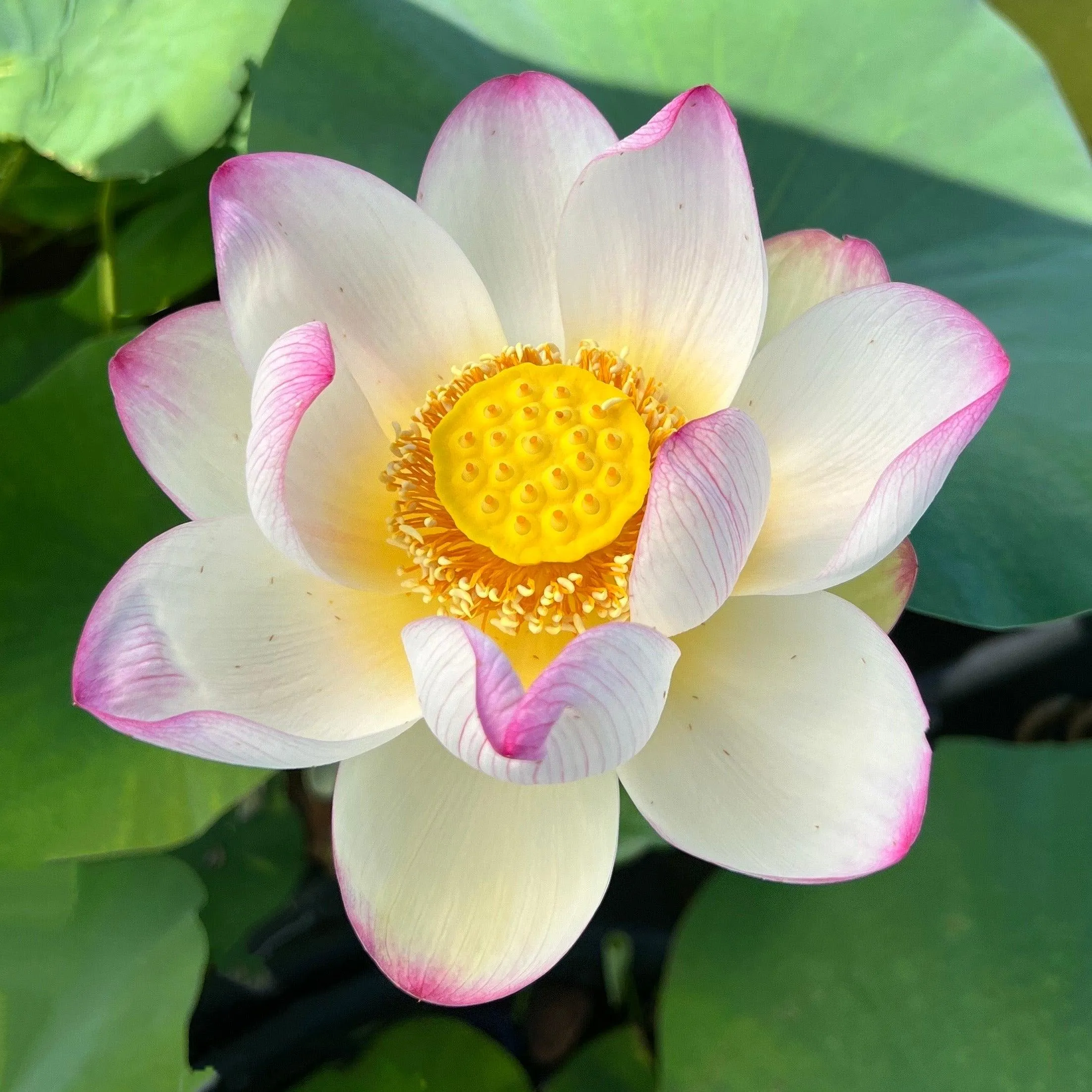 Colorful Cloud Lotus (Bare Root)