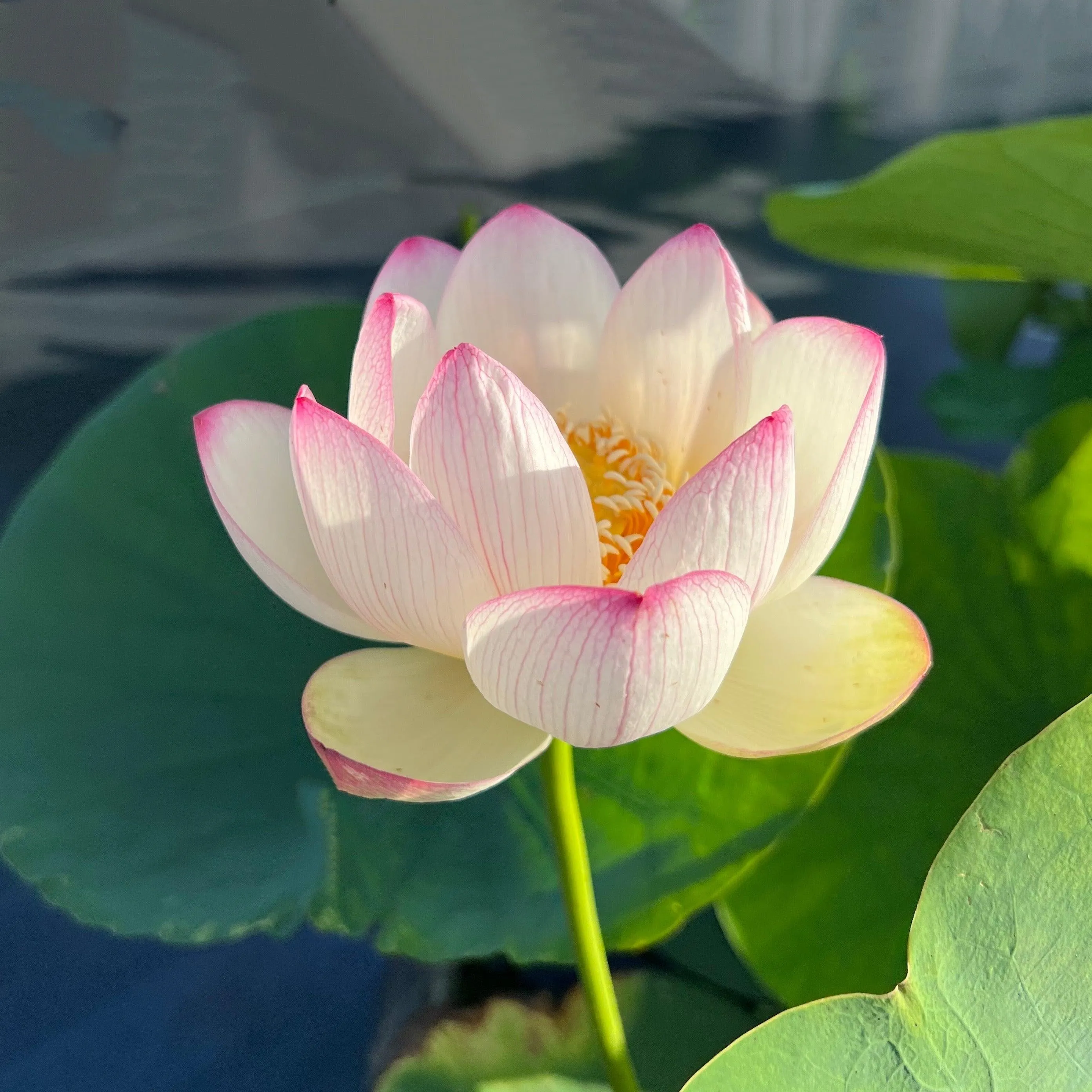 Colorful Cloud Lotus (Bare Root)