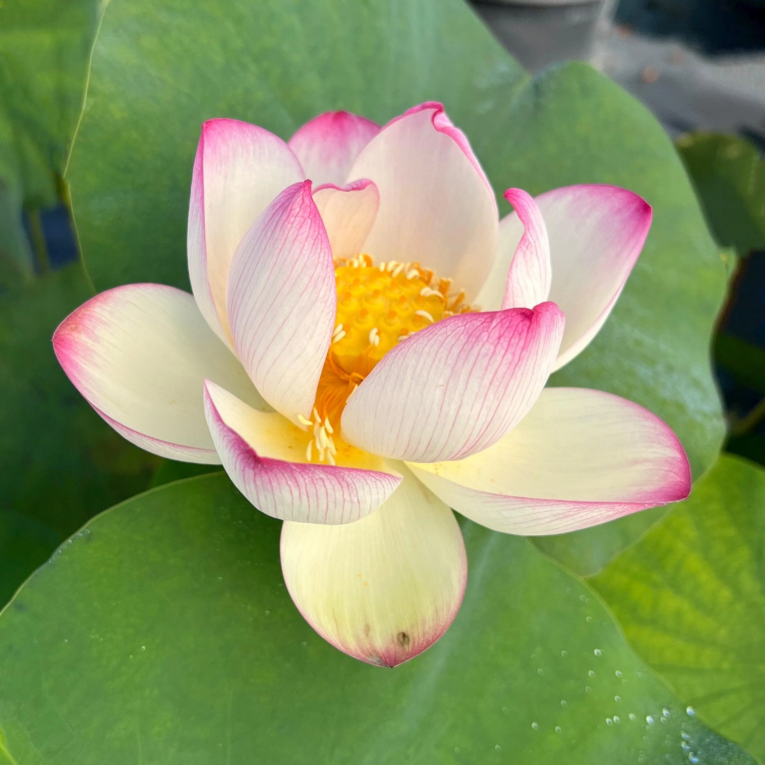 Colorful Cloud Lotus (Bare Root)