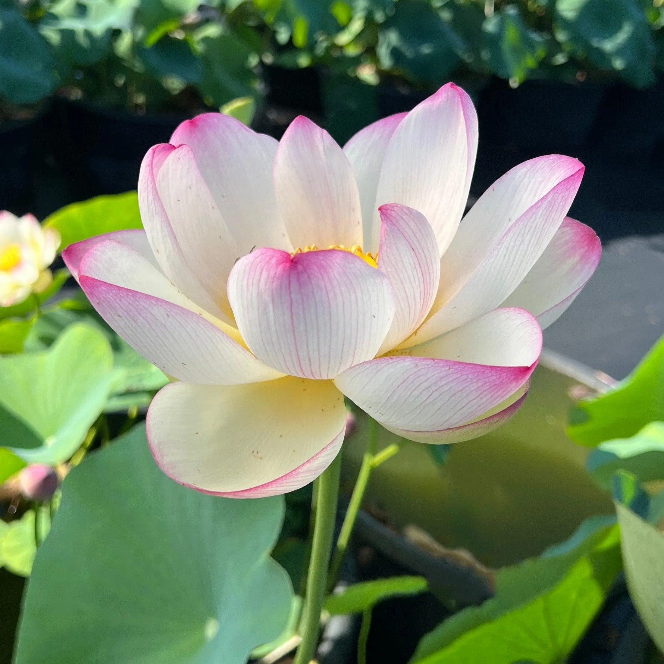 Colorful Cloud Lotus (Bare Root)