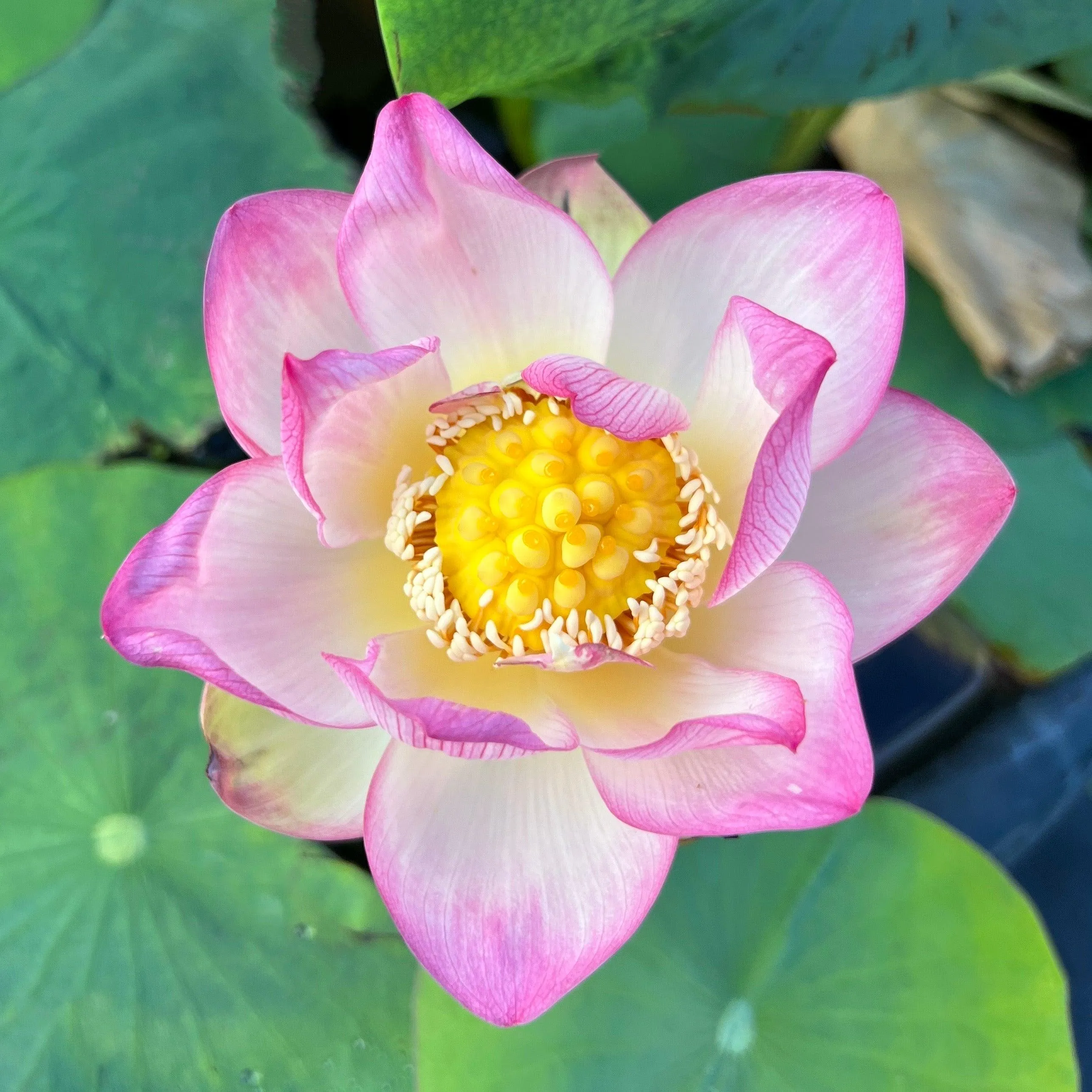 Colorful Cloud Lotus (Bare Root)