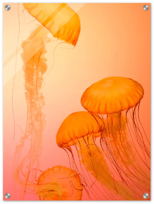 Jellyfish Alternative - Print