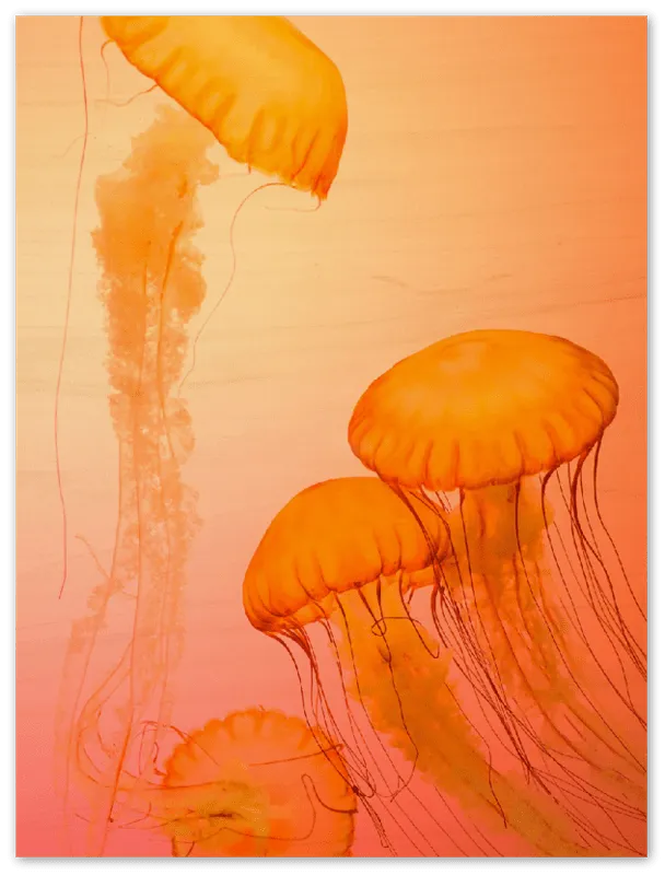 Jellyfish Alternative - Print